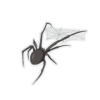 Spider Sticker